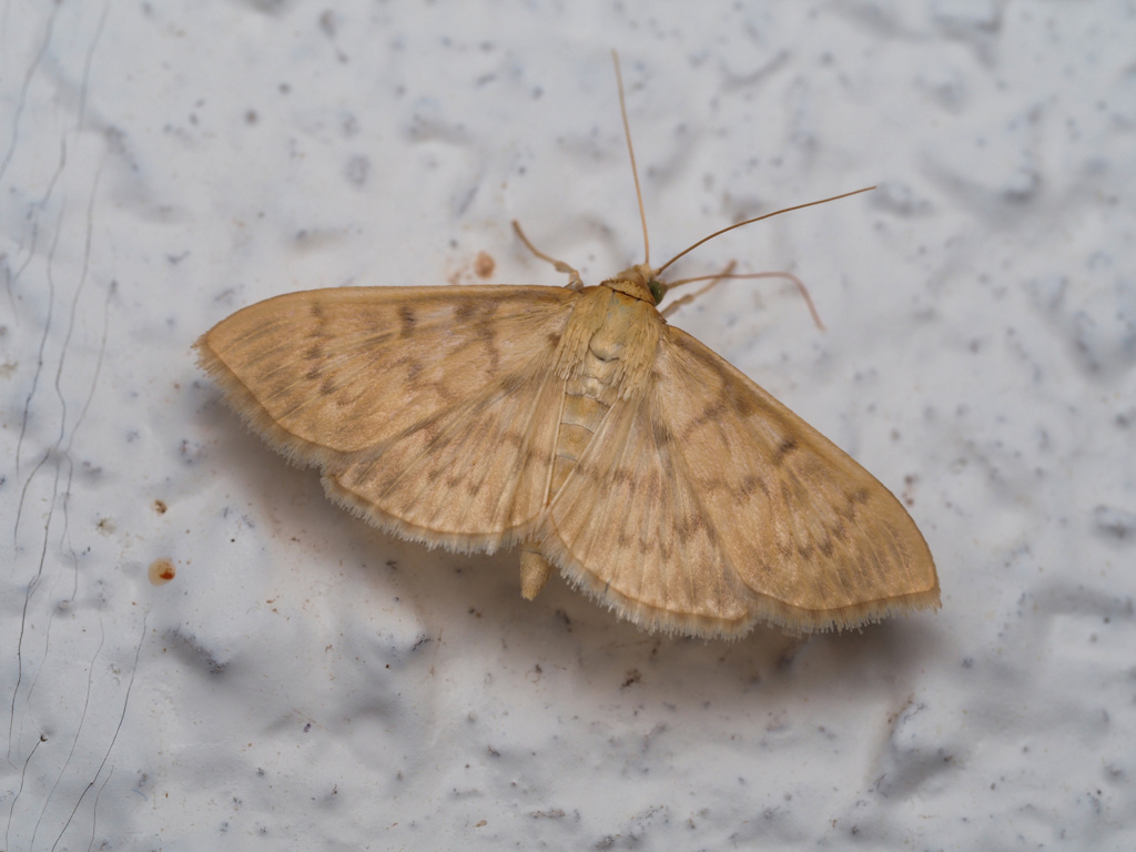 ウコンノメイガ?