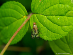 ヒラヤマシマバエ