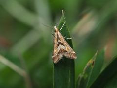 キアヤヒメノメイガ