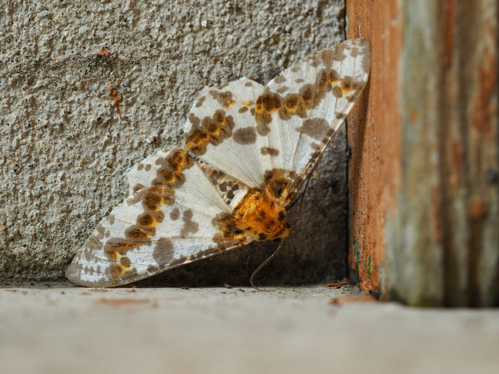 キオビゴマダラエダシャク