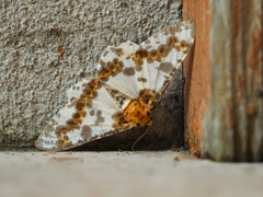 キオビゴマダラエダシャク