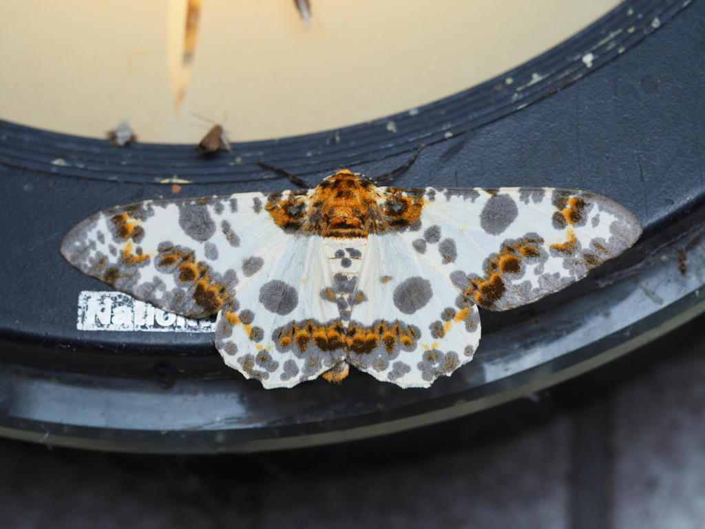 キオビゴマダラエダシャク ♂