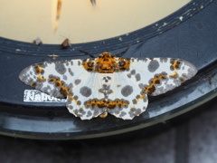 キオビゴマダラエダシャク ♂