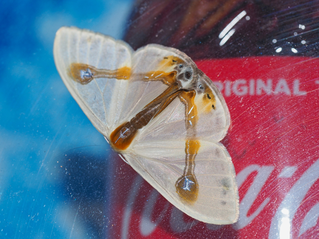 ウスギヌカギバ