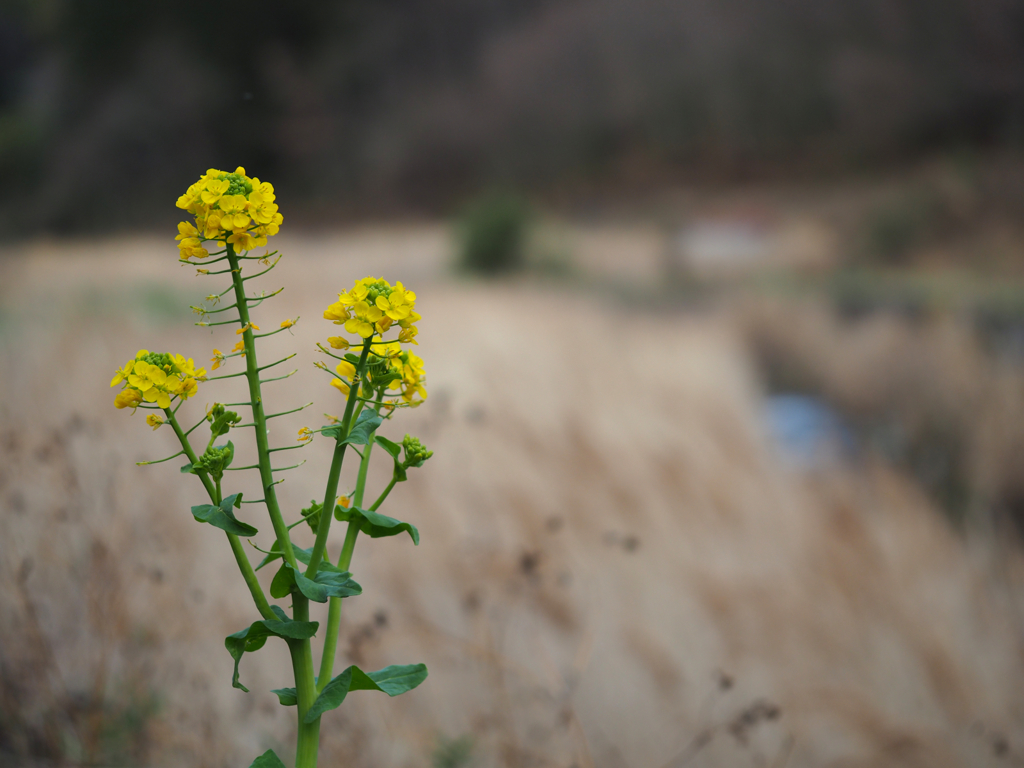 菜の花