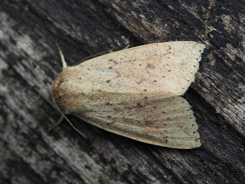 クロシタキヨトウ