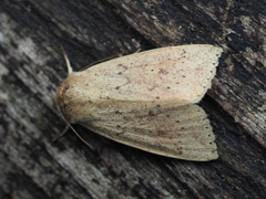 クロシタキヨトウ