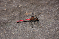 マユタテアカネ ♂