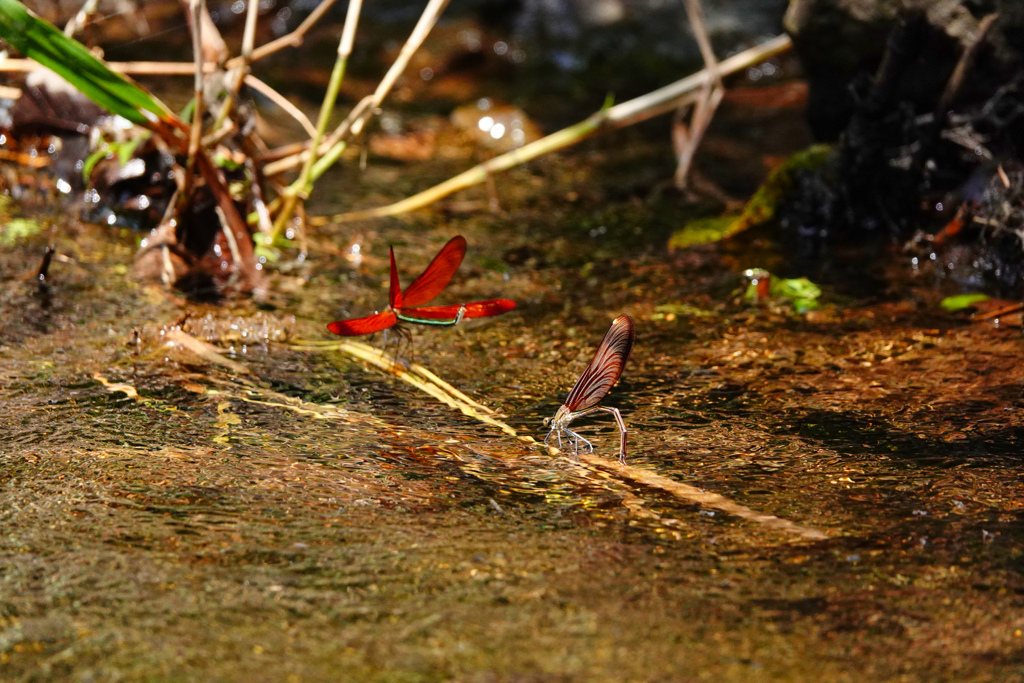 ミヤマカワトンボ ♀産卵
