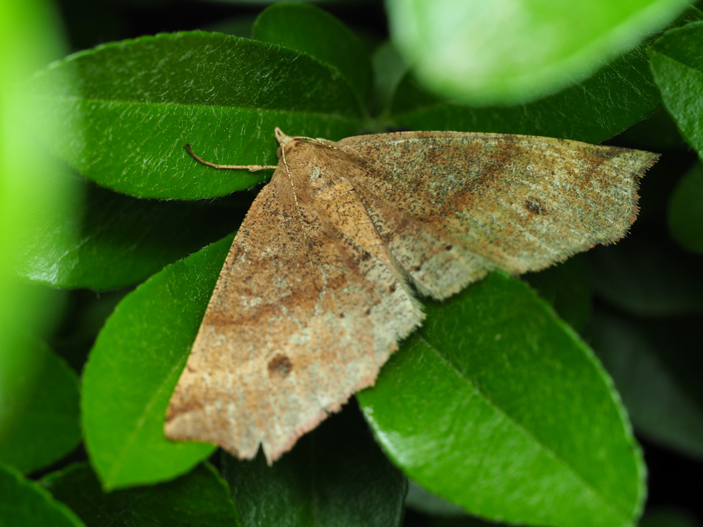 モンシロツマキリエダシャク