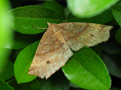 モンシロツマキリエダシャク