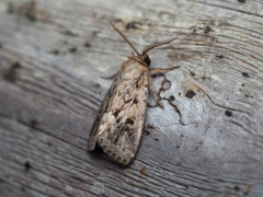 スジキリヨトウ ♂