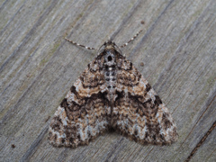 クロシタコバネナミシャク?