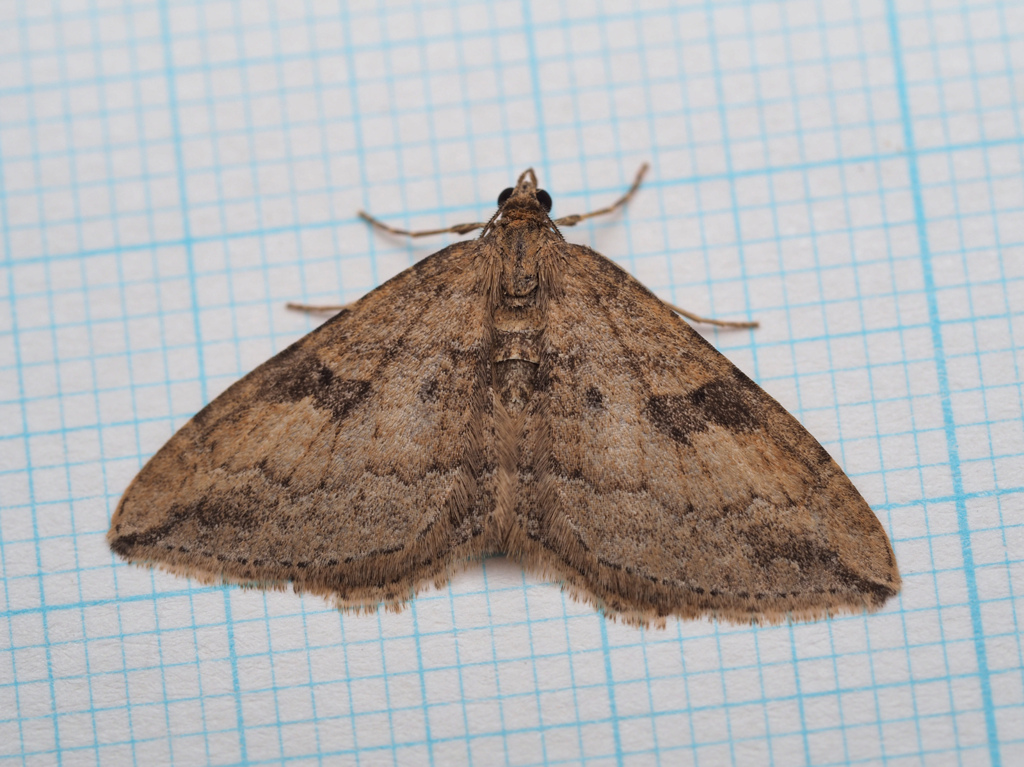 トビスジヒメナミシャク