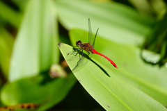 マユタテアカネ ♂