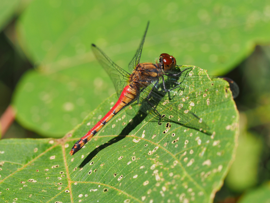 ナツアカネ ♀