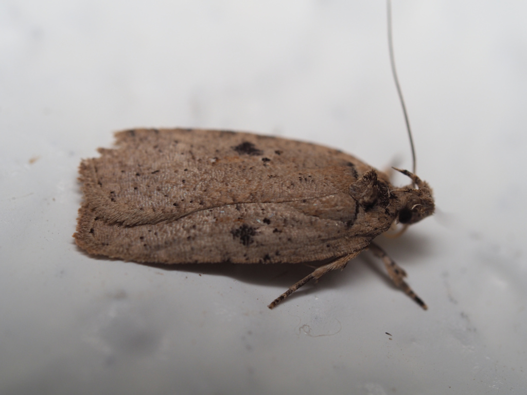 シロホシマルハキバガ