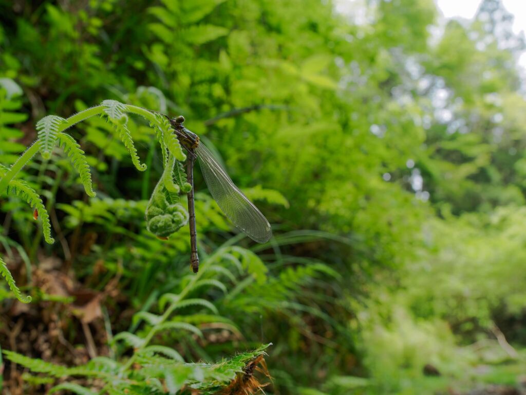 アサヒナカワトンボ ♀テネラル