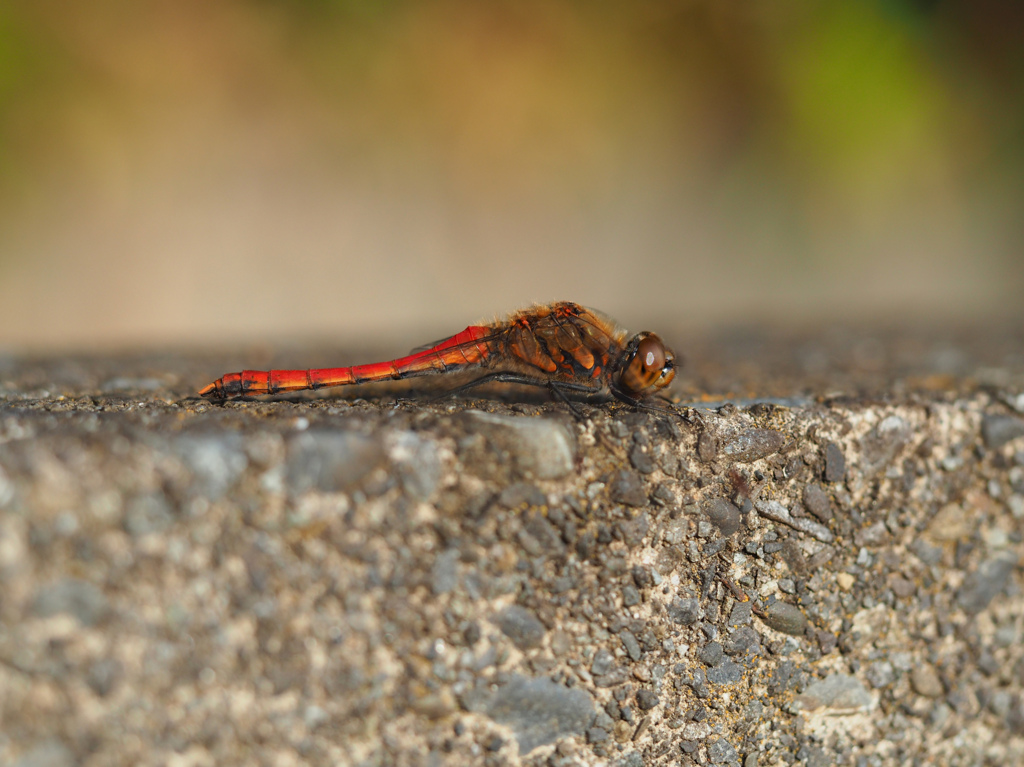 アキアカネ ♂