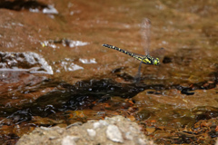 ヒメサナエ ♀産卵