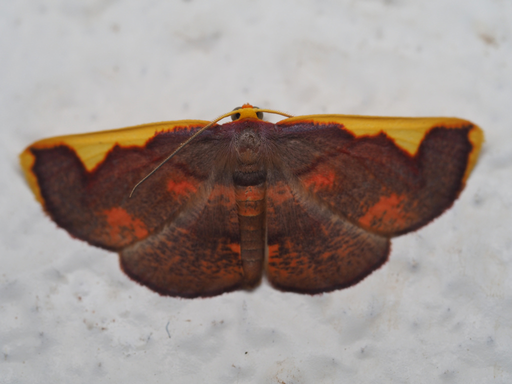 オオマエキトビエダシャク