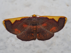 オオマエキトビエダシャク