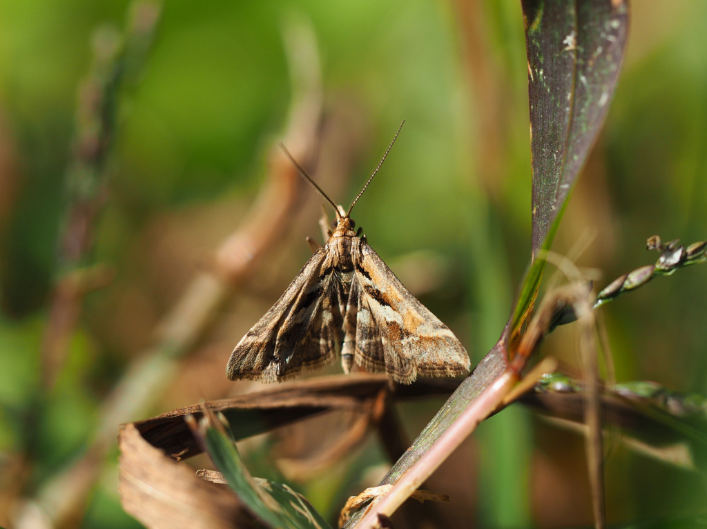 キアヤヒメノメイガ