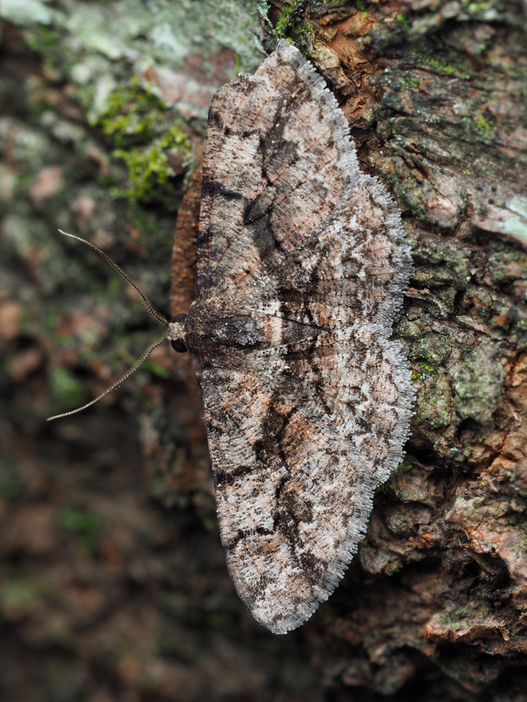 ハラゲチビエダシャク ♂