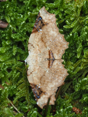 シロテンツマキリアツバ