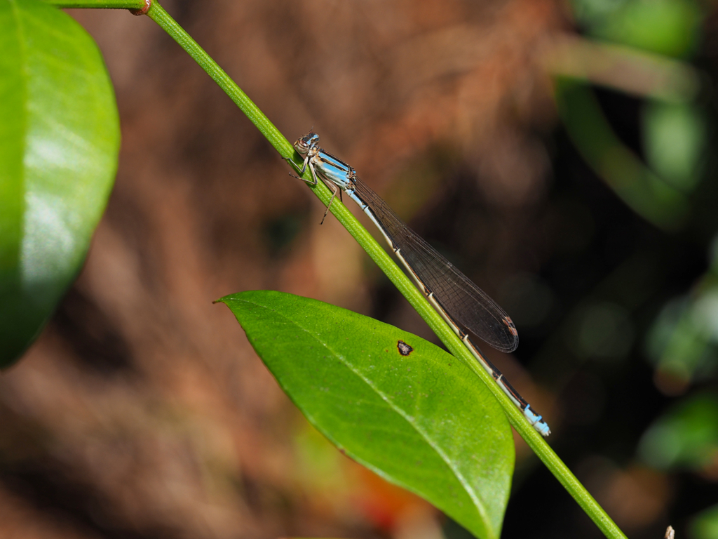 ホソミイトトンボ(越冬型)♀