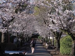 参道脇の桜