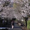 参道脇の桜