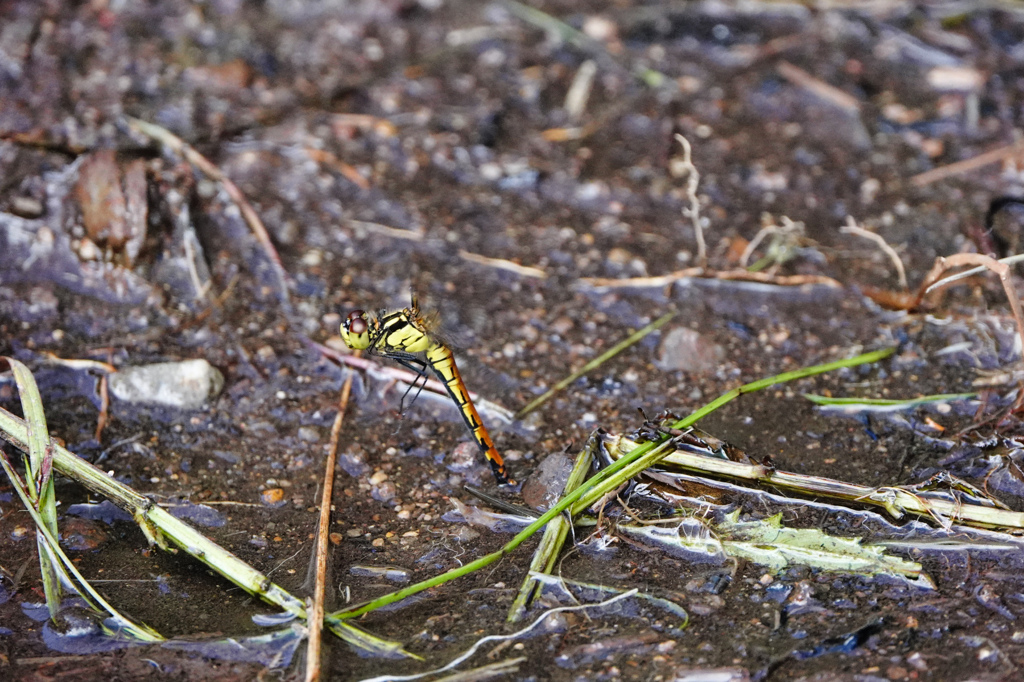 ヒメアカネ ♀単独産卵