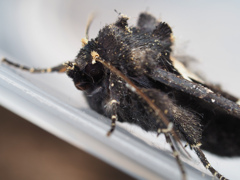 マエグロシラオビアカガネヨトウ