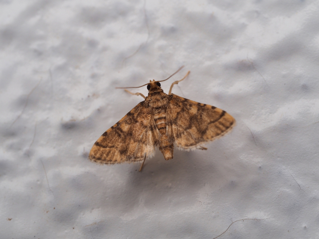 サツマキノメイガ