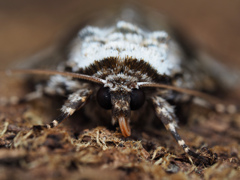 ウスベリケンモン