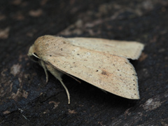 クロシタキヨトウ