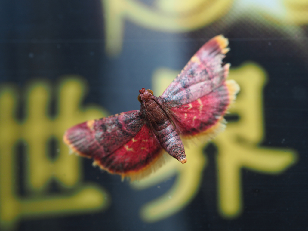 トビイロシマメイガ