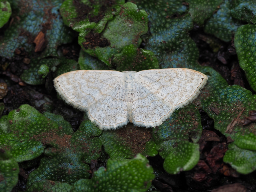 Scopula sp.