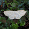 Scopula sp.