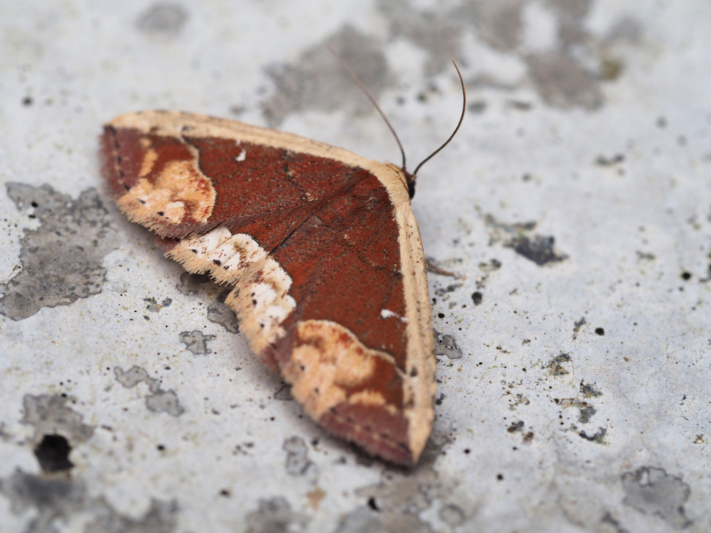 モンシロクルマコヤガ