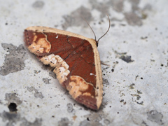 モンシロクルマコヤガ