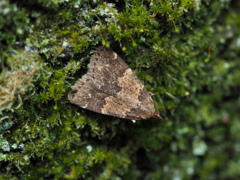 Hydrillodes sp.