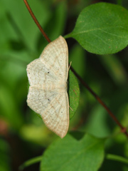 Scopula sp.