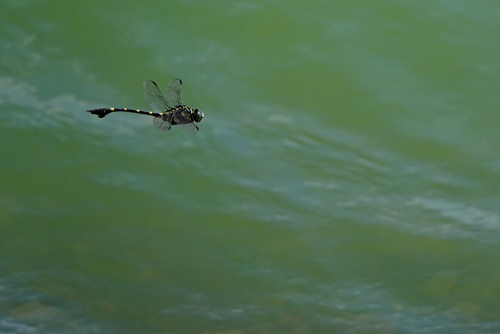 タイワンウチワヤンマ♂