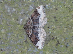 フタトビスジナミシャク