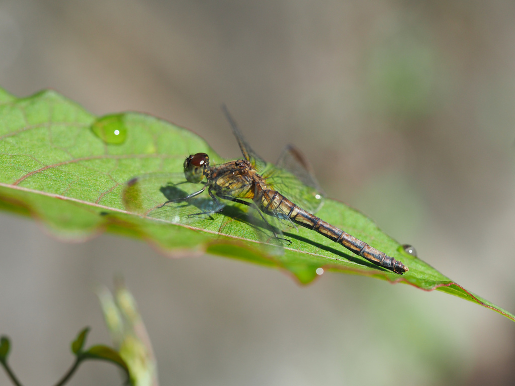 マユタテアカネ 翅斑型♀