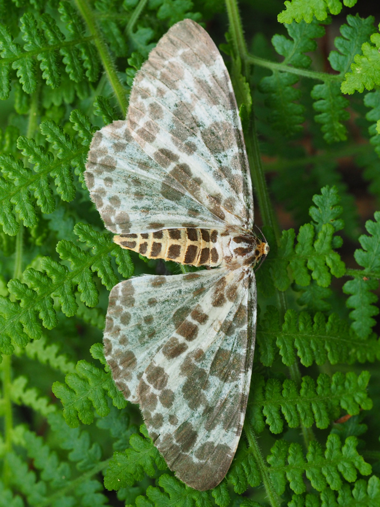 オオゴマダラエダシャク