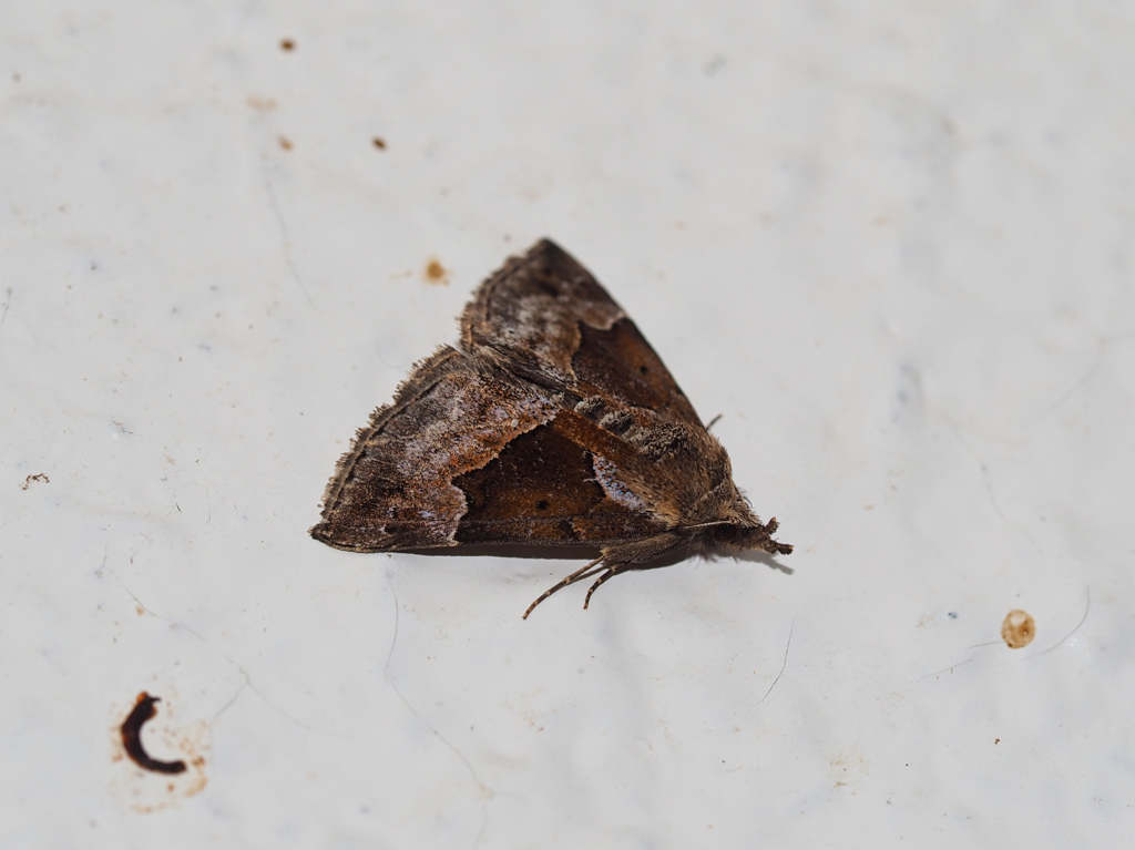 ハングロアツバ