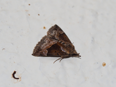 ハングロアツバ